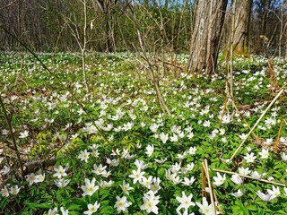 Holiday house Hedekas  4