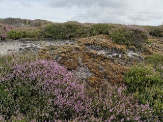 Ferienhaus Henne Strand  31