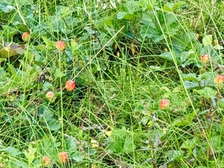 Vakantiehuis Sysslebäck  16