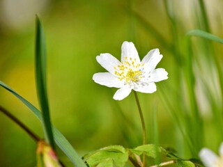Vakantiehuis Sysslebäck  9