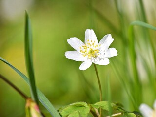 Ferienhaus Sysslebäck  18