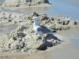 Apartamento Zingst Entorno 39