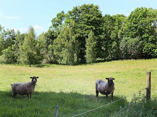 Vakantiehuis Skällinge  13