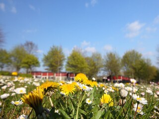 Parc de vacances Walem  36