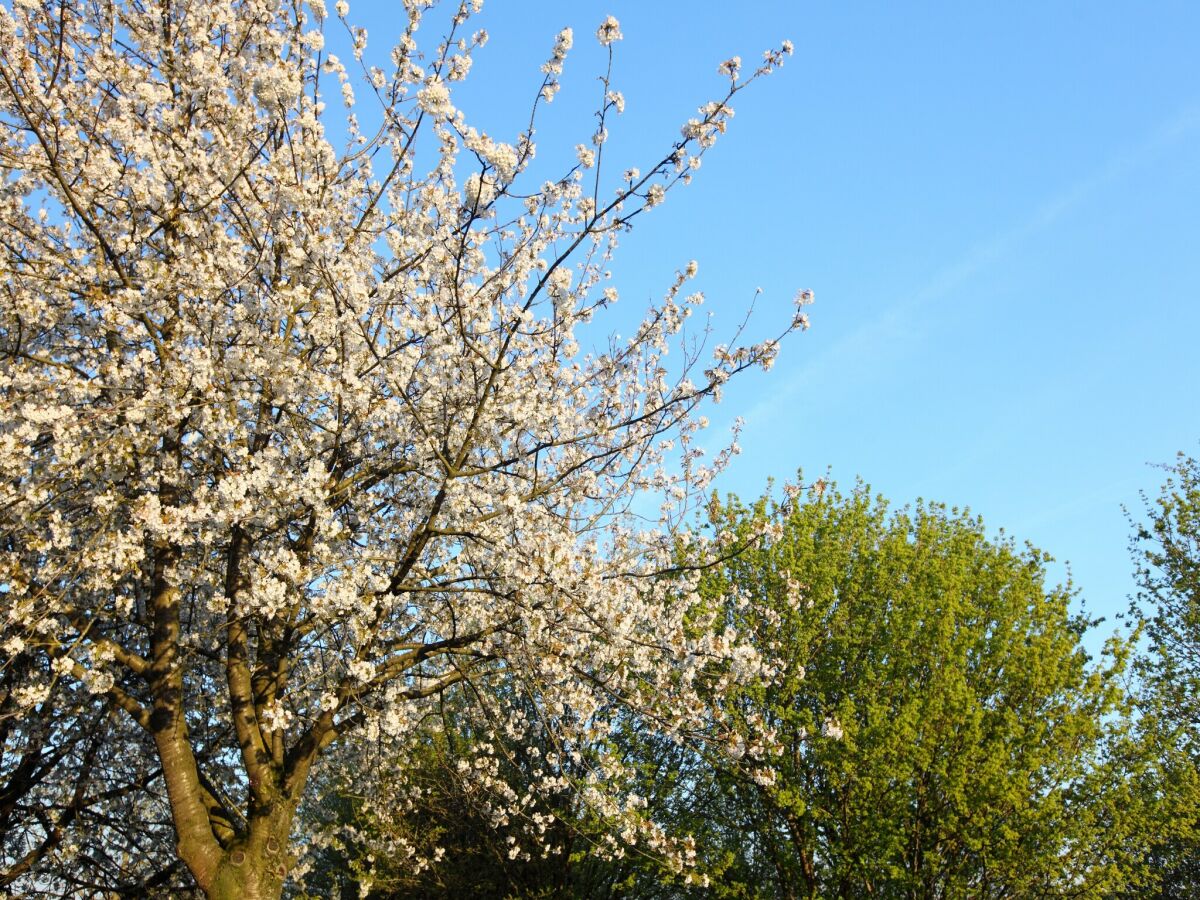 Ferienpark Walem Umgebung 16