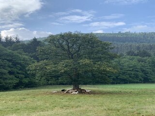 Apartment Winterberg Environment 29