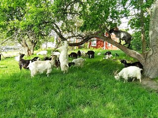 Ferienhaus Laxne  24