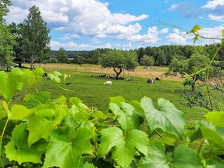 Ferienhaus Laxne  18