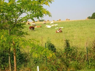 Vakantiehuisje Saint-Paul-du-Bois Omgeving 31