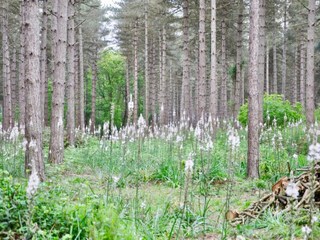 Type de propriété : Chalet Saint-Paul-du-Bois Environnement 36
