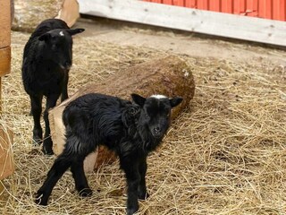 Ferienhaus Boras  24