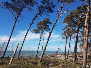 Ferienhaus Zingst Umgebung 37