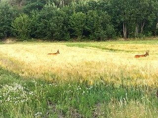 Vakantiehuis Hedekas  13