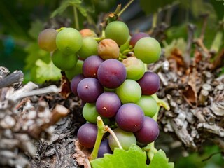 Holiday house Tversted  10