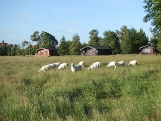Maison de vacances Fairfield (Kent) Environnement 20