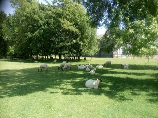 Holiday cottage Fairfield (Kent) Environment 28