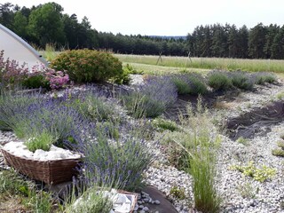 Vakantiehuis Konstantinovy Lazne Buitenaudio-opname 4