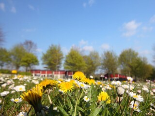 Parc de vacances Walem  20