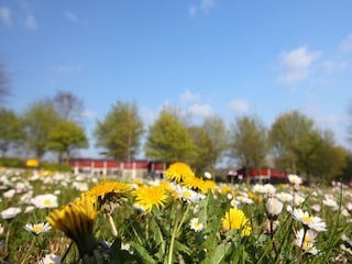 Vakantiepark Walem  20