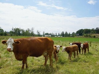 Vakantiehuis Floby  13