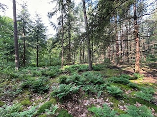 Vakantiehuis Zelhem Omgeving 32