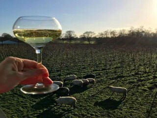 Vakantiehuis Twijzelerheide Omgeving 33