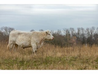 Maison de vacances Renesse  40
