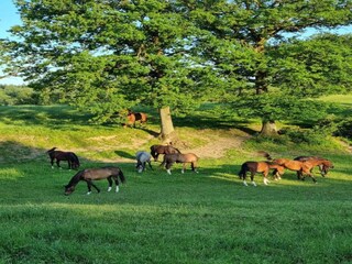 Vakantiehuis Heyd Omgeving 27
