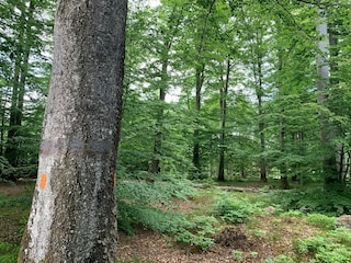 Casa de vacaciones Örkelljunga  31