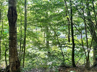 Ferienhaus Kyrkhult  8