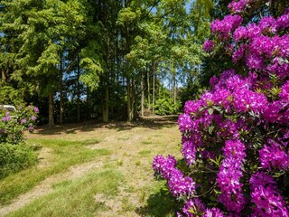 Bungaló Oud-Turnhout Grabación al aire libre 9