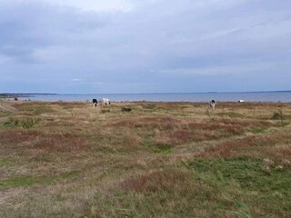 Vakantiehuis Vejbystrand  47