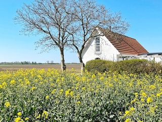 Ferienhaus Ystad Außenaufnahme 5