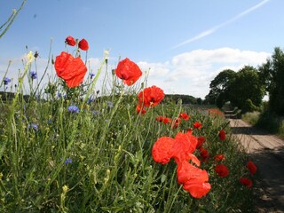 Apartment Warrenzin Umgebung 31