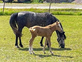 Ferienhaus Valdemarsvik  15