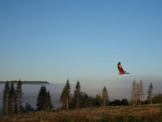 Casa per le vacanze Hasselfelde Ambiente 20