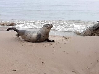 Casa per le vacanze Aalbæk  12