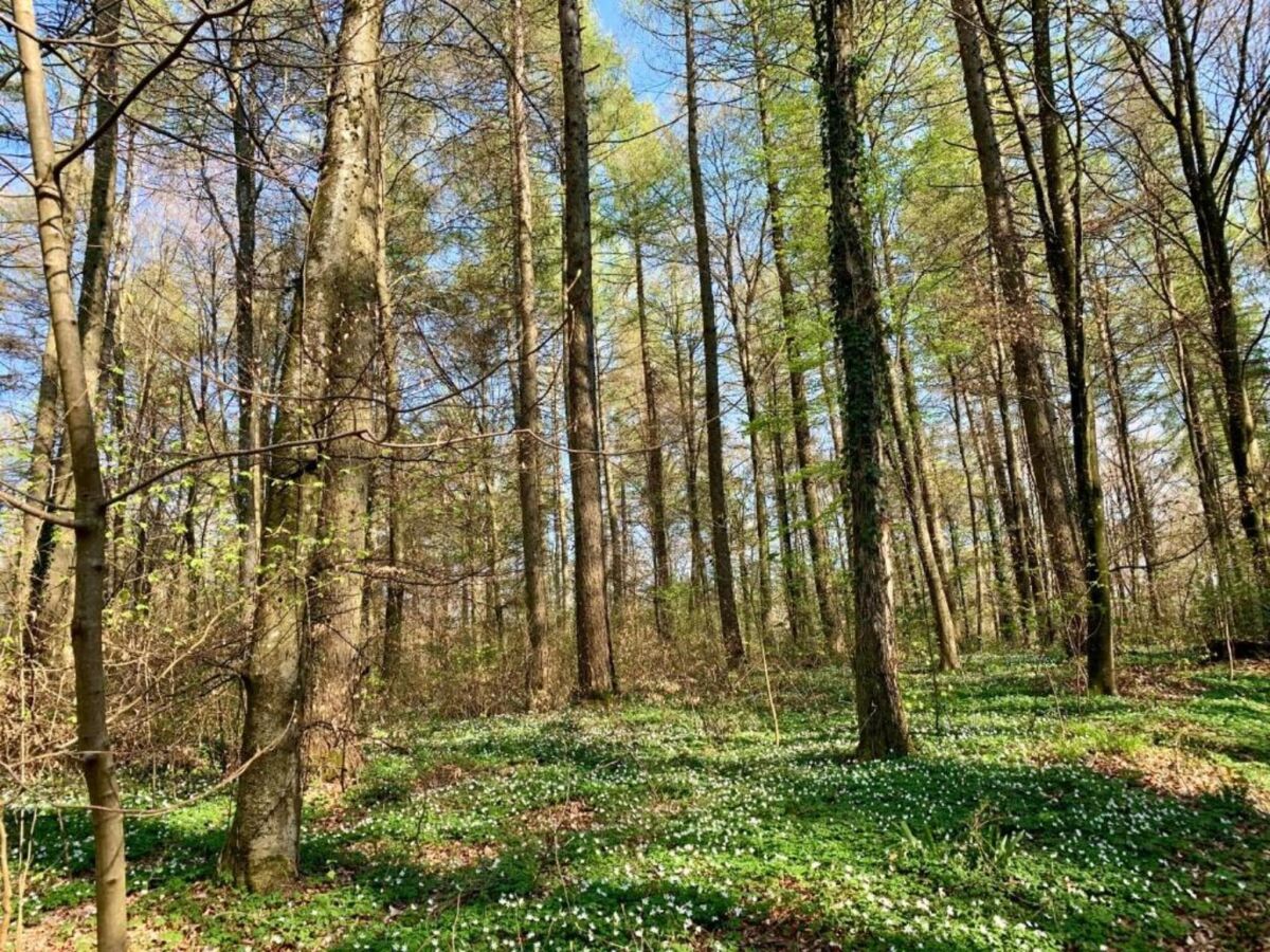 Bungalow Hallschlag Omgeving 28