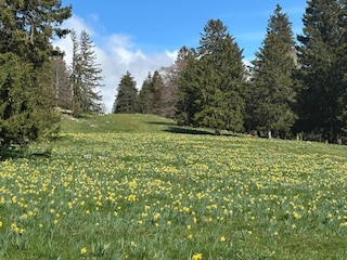 Bungalow Hallschlag Umgebung 32