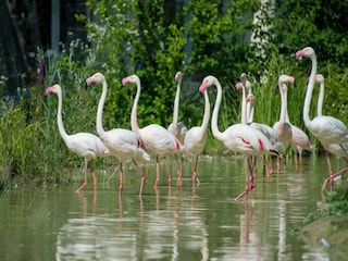 Bungalow Hallschlag Umgebung 34