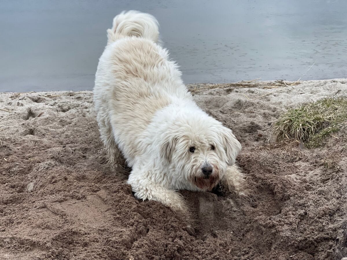 Hundestrand Brodersby