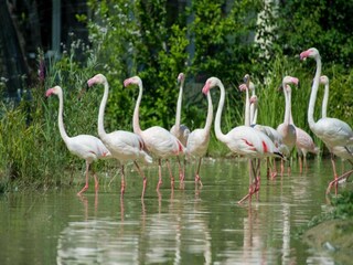 Bungalow Hallschlag Environnement 27