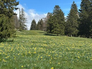 Bungalow Hallschlag Environment 31