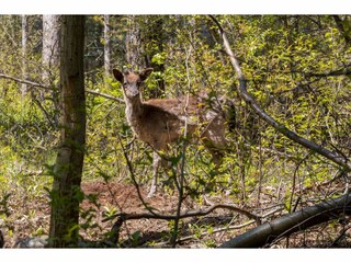 Holiday house Renesse  35