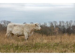 Casa de vacaciones Renesse  40