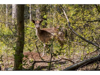 Casa de vacaciones Renesse  30