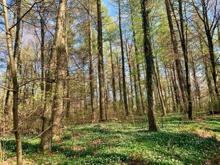 Bungalow Hallschlag Environnement 29