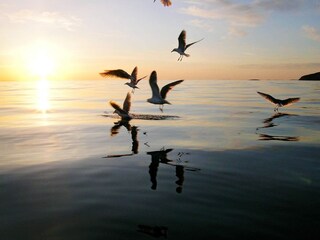 Vakantiehuis Tranøy  11