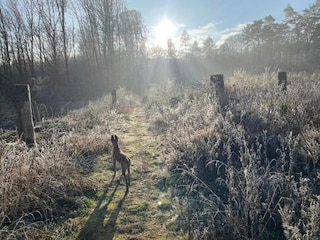 Apartment Pracht Environment 29