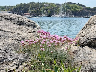 Ferienhaus Ellös  6